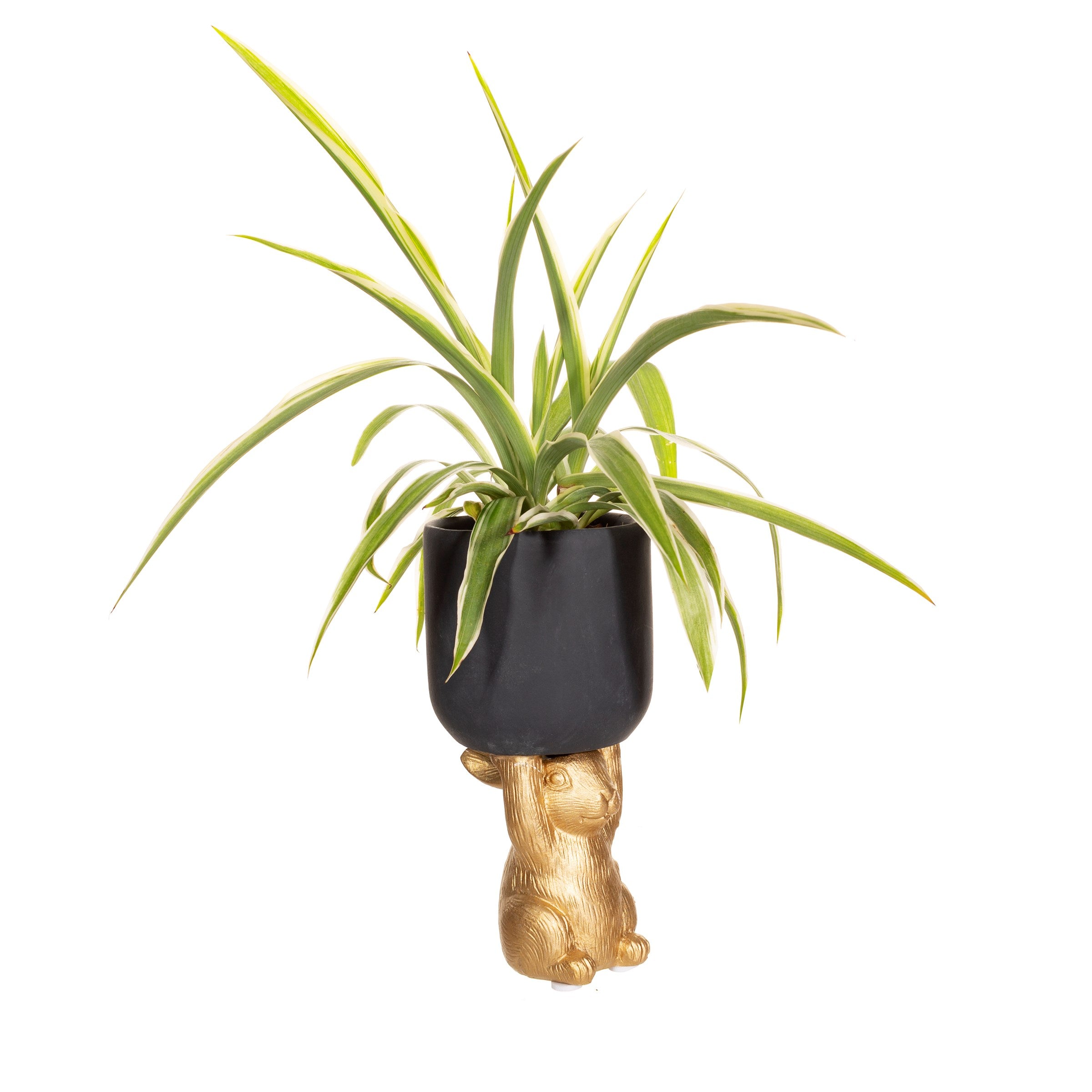 Small Golden Rabbit Pedestal Planter Made From Cement With Black Accents