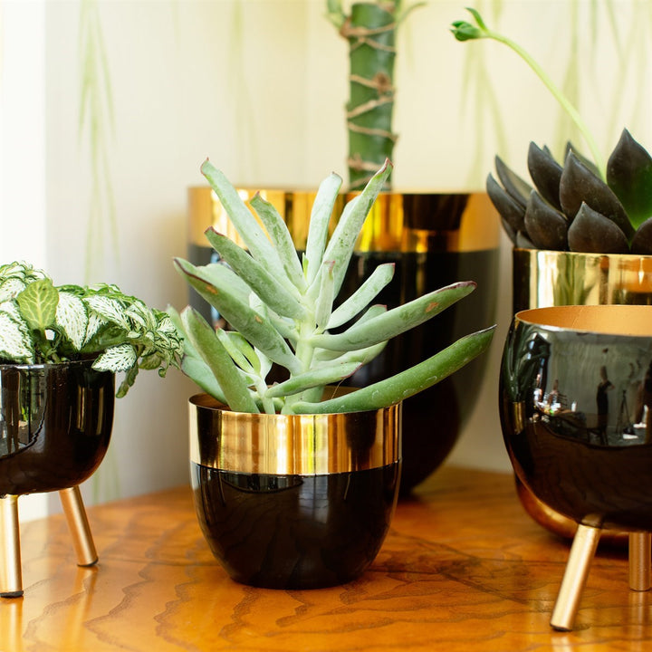 Sass & Belle Blue Polished Gold & Black Metal Planter Small