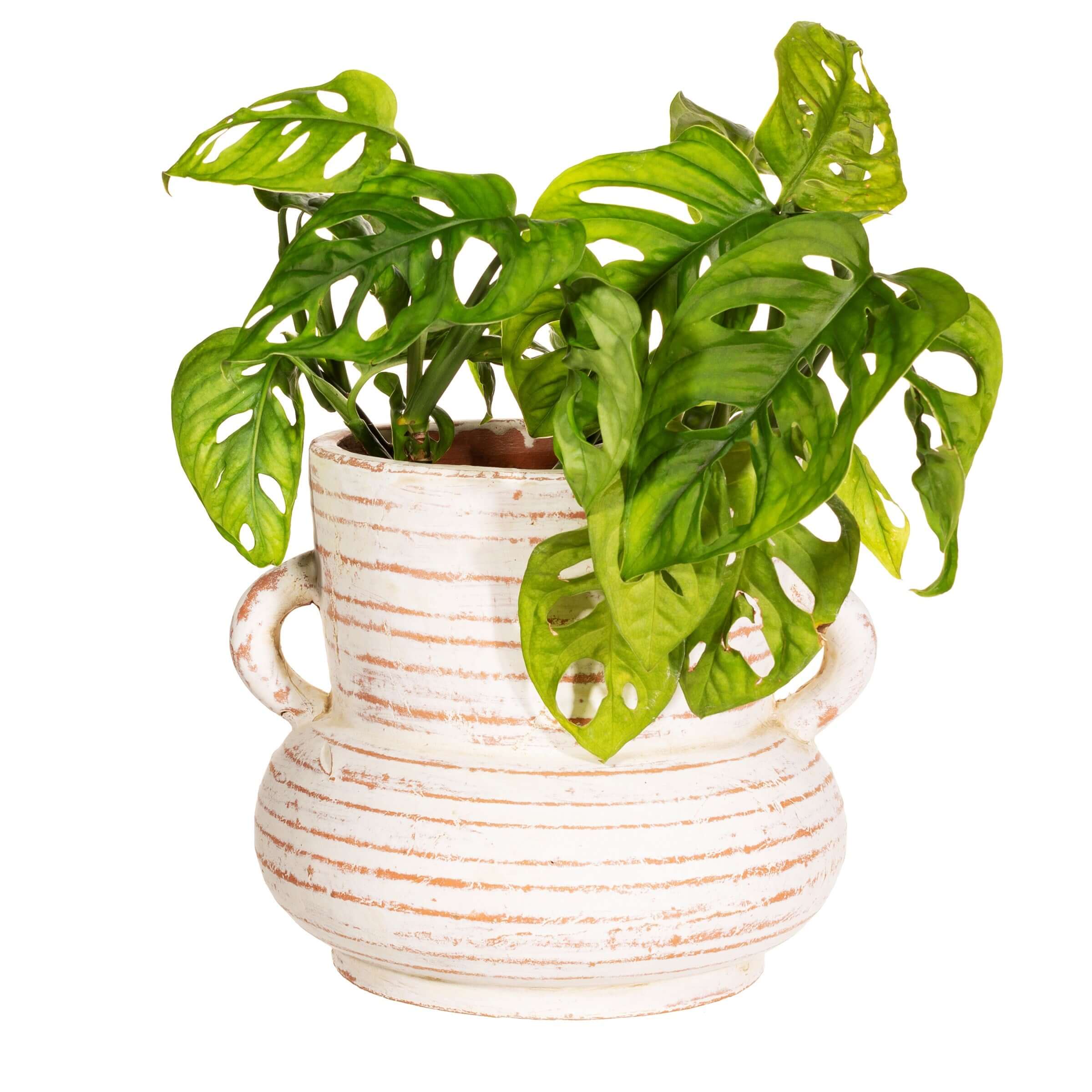 Sass And Belle Daphne Wide Amphora Vase Terracotta With Whitewash Finish