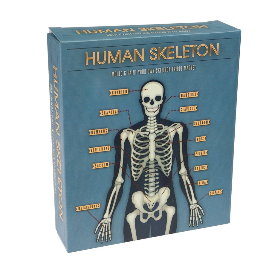 Rex - Make Your Own Glow In The Dark Skeleton - Toys & Games - mzube - 28552